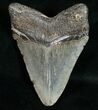 Megalodon Tooth - South Carolina #10802-2